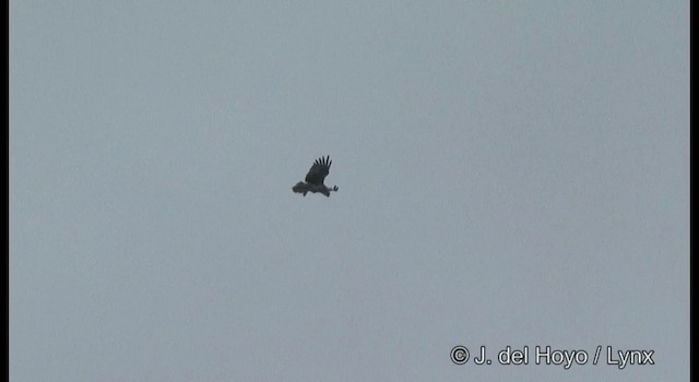 Short-toed Snake-Eagle - ML201377441