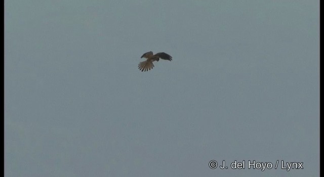 Eurasian Kestrel (Eurasian) - ML201377471