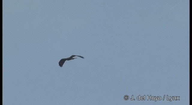 Águila Perdicera - ML201377481