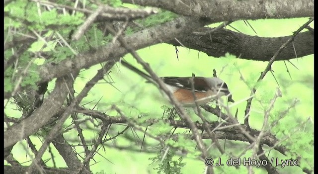 Bay-backed Shrike - ML201377491