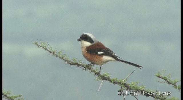 Bay-backed Shrike - ML201377531