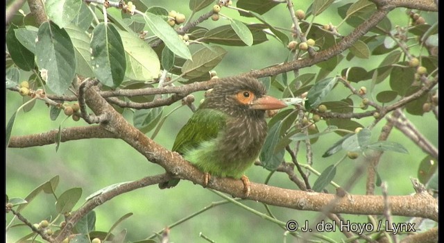 barbet hnědohlavý - ML201377571