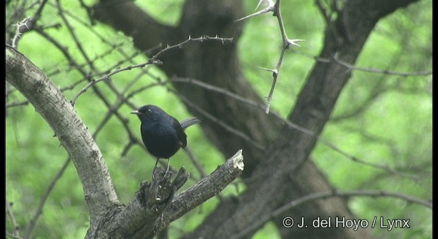 Indian Robin - ML201377641