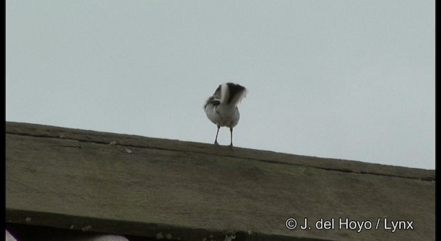 White Wagtail (Chinese) - ML201377711