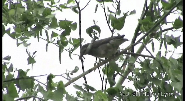 White-cheeked Starling - ML201377731