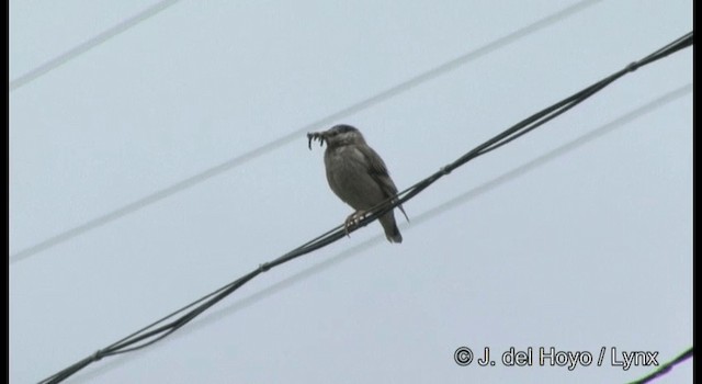 White-cheeked Starling - ML201377741