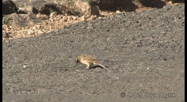 Nilgiri Pipit - ML201377771