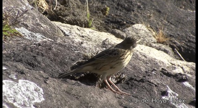 Nilgiri Pipit - ML201377781