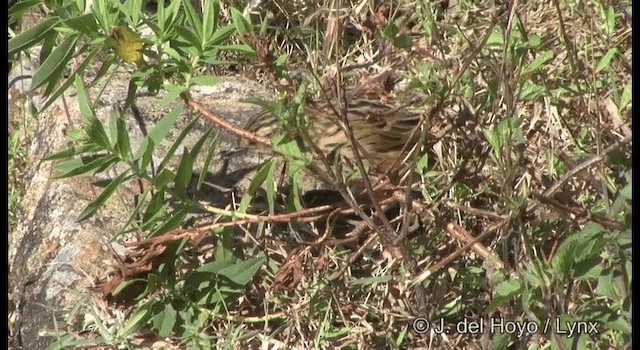 Nilgiri Pipit - ML201377791