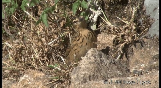 Nilgiri Pipit - ML201377801