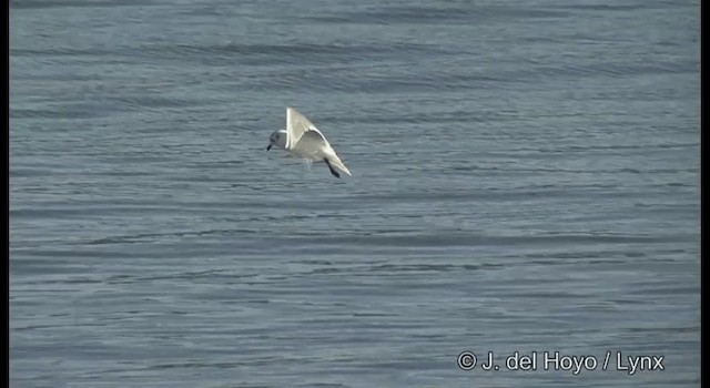 Saunders's Gull - ML201377841
