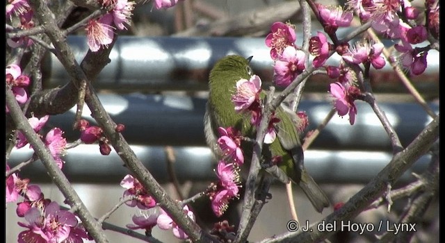 Warbling White-eye - ML201377891