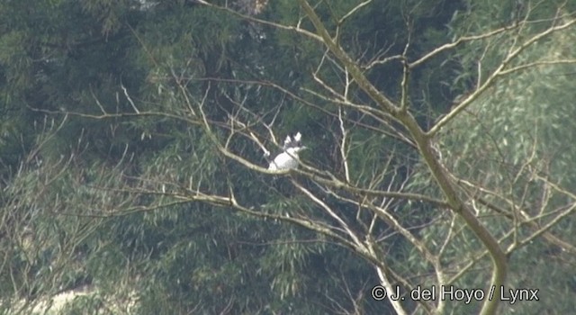 Crested Kingfisher - ML201377921