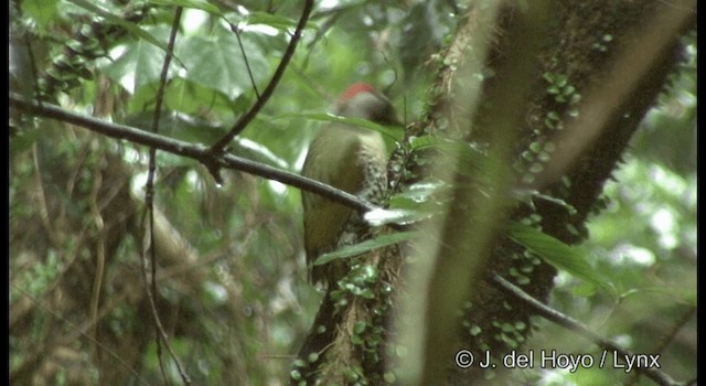 Japanese Woodpecker - ML201377941