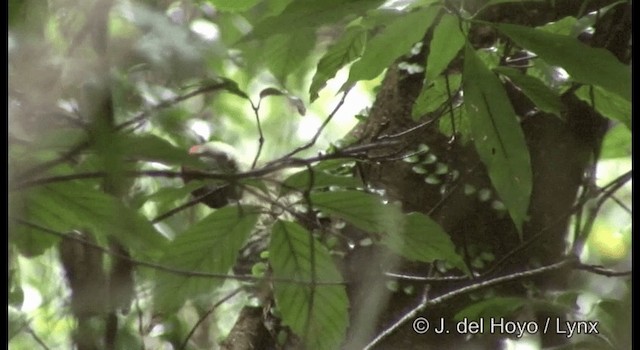 Japanese Woodpecker - ML201377951