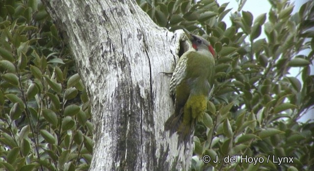 Japanese Woodpecker - ML201377961