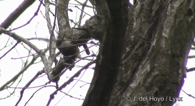 spettmeis (roseilia gr.) - ML201377971