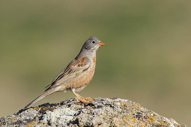 Gray-necked Bunting - Yoav Perlman