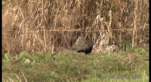 Green Pheasant - ML201378051