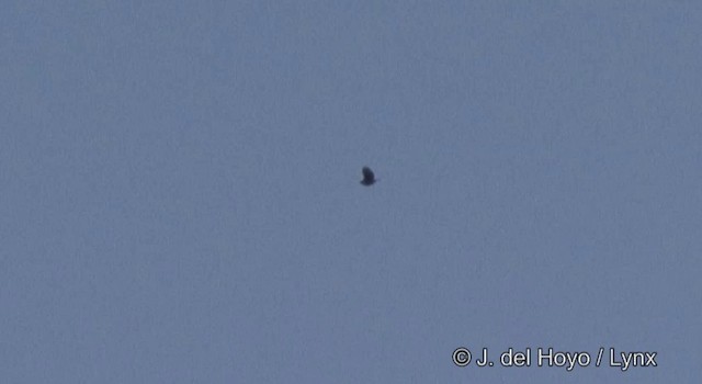 Орел-чубань гірський - ML201378211
