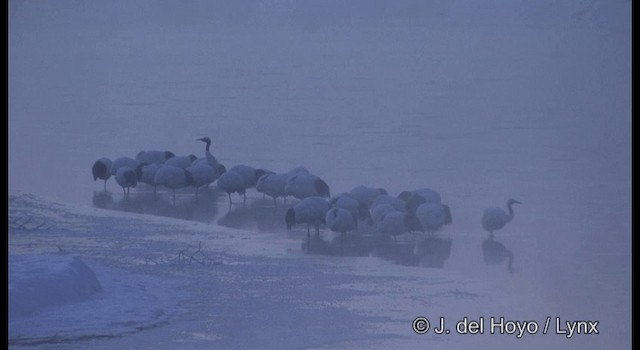 Grue du Japon - ML201378371