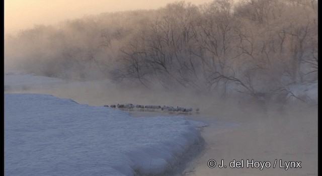 Grue du Japon - ML201378381