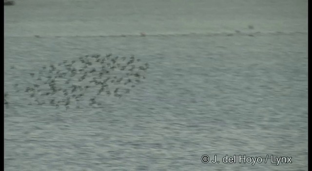 Dunlin - ML201378401