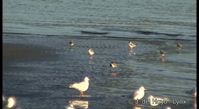 kulík mořský (ssp. alexandrinus/nihonensis) - ML201378431