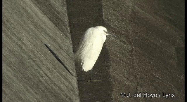 Little Egret (Western) - ML201378441