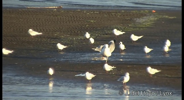 Goéland argenté (vegae) - ML201378461