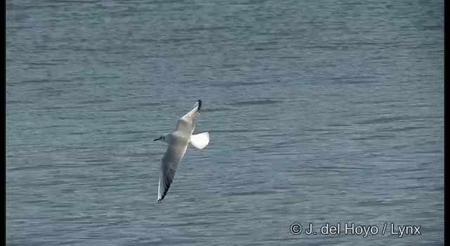 Mouette rieuse - ML201378501