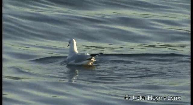 Black-headed Gull - ML201378521