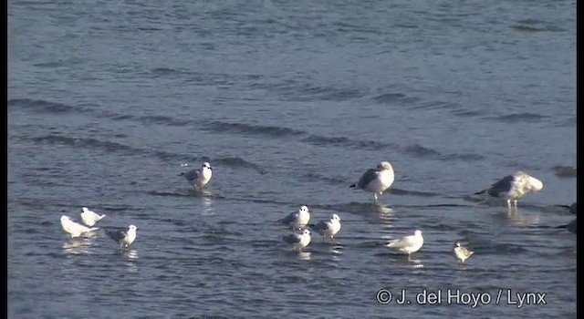 Saunders's Gull - ML201378531