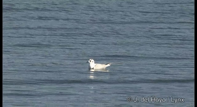 Saunders's Gull - ML201378541
