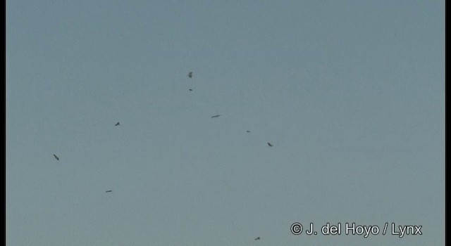 Black Kite (Black-eared) - ML201378551