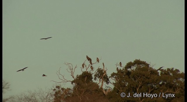 Black Kite (Black-eared) - ML201378561