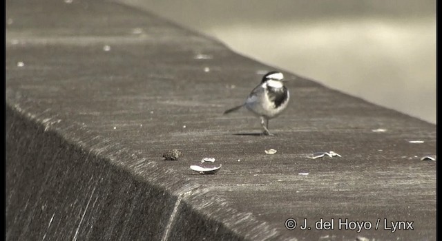 White Wagtail (Black-backed) - ML201378571