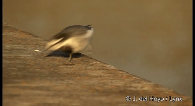 White Wagtail (Black-backed) - ML201378581