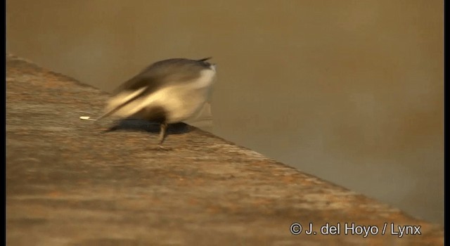 ハクセキレイ（亜種ハクセキレイ） - eBird