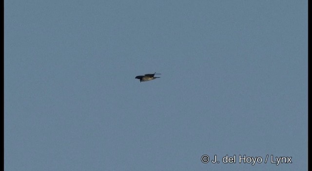 Osprey (haliaetus) - ML201378611