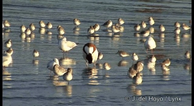 Common Shelduck - ML201378661