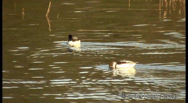 Common Shelduck - ML201378671