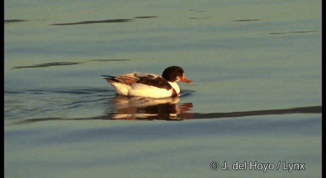 Common Shelduck - ML201378691