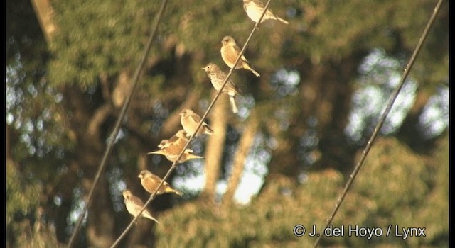 American Pipit (japonicus) - ML201378761