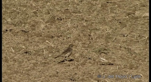 American Pipit (japonicus) - ML201378771