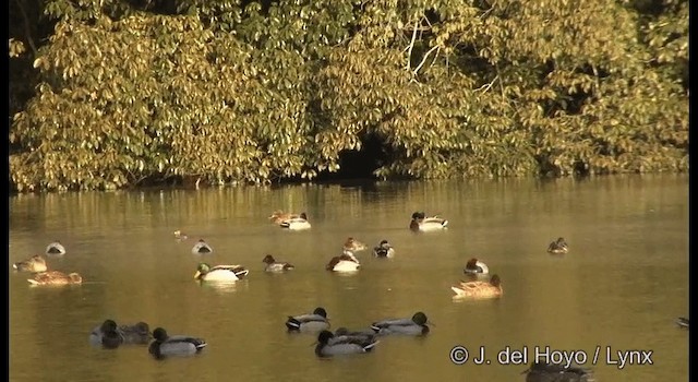 Common Pochard - ML201378781