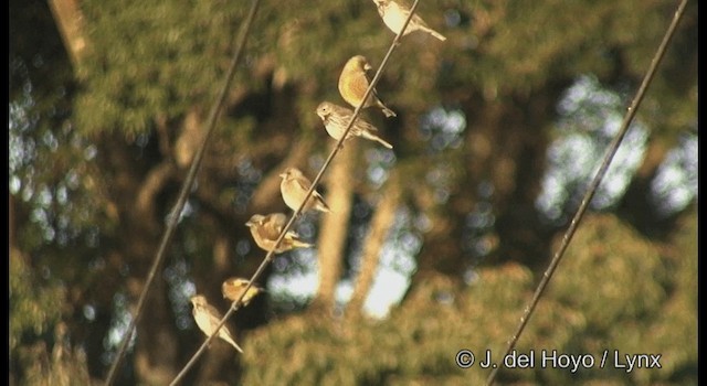 Oriental Greenfinch - ML201378801