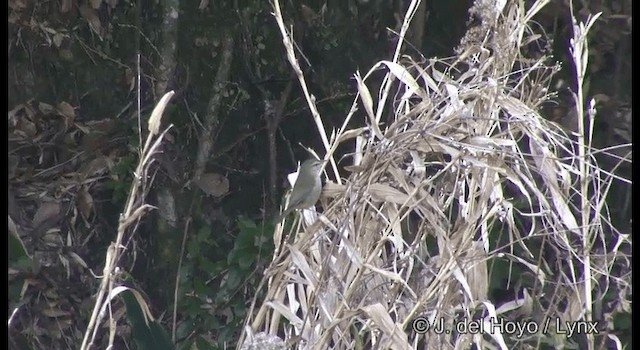 Japanese Bush Warbler - ML201378821