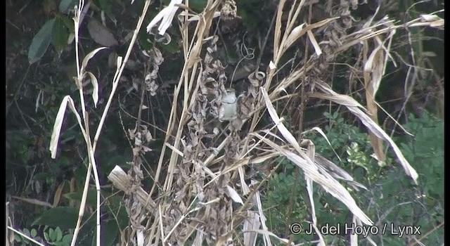 Japanese Bush Warbler - ML201378831