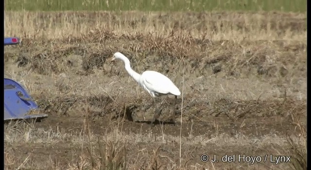 大白鷺(modesta) - ML201378901